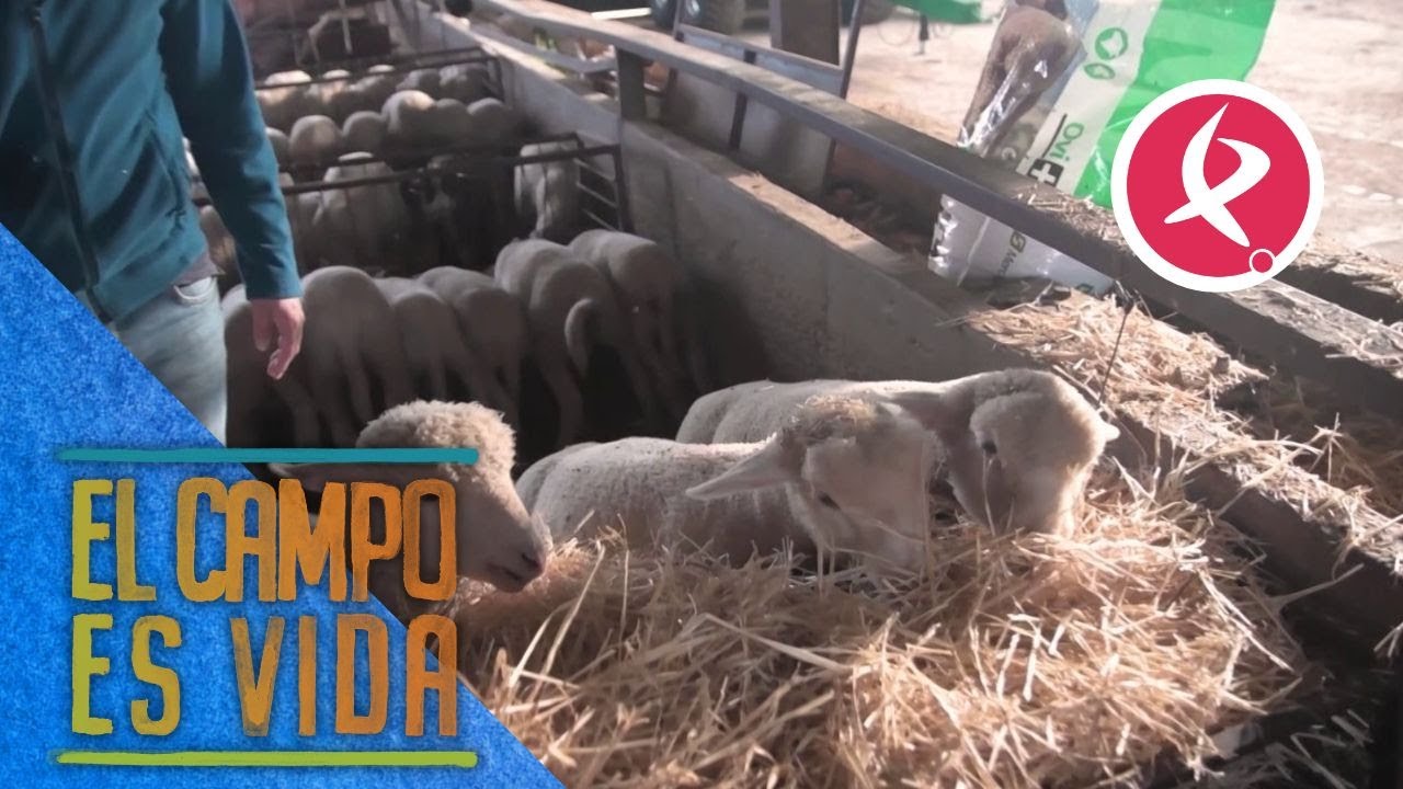 Los Mellis eligen a las futuras madres de su ganadería | El campo es vida