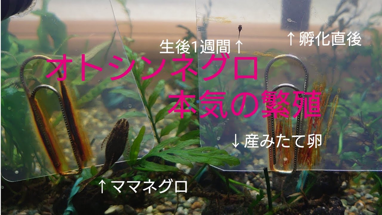 【オトシンネグロ 本気の繁殖】