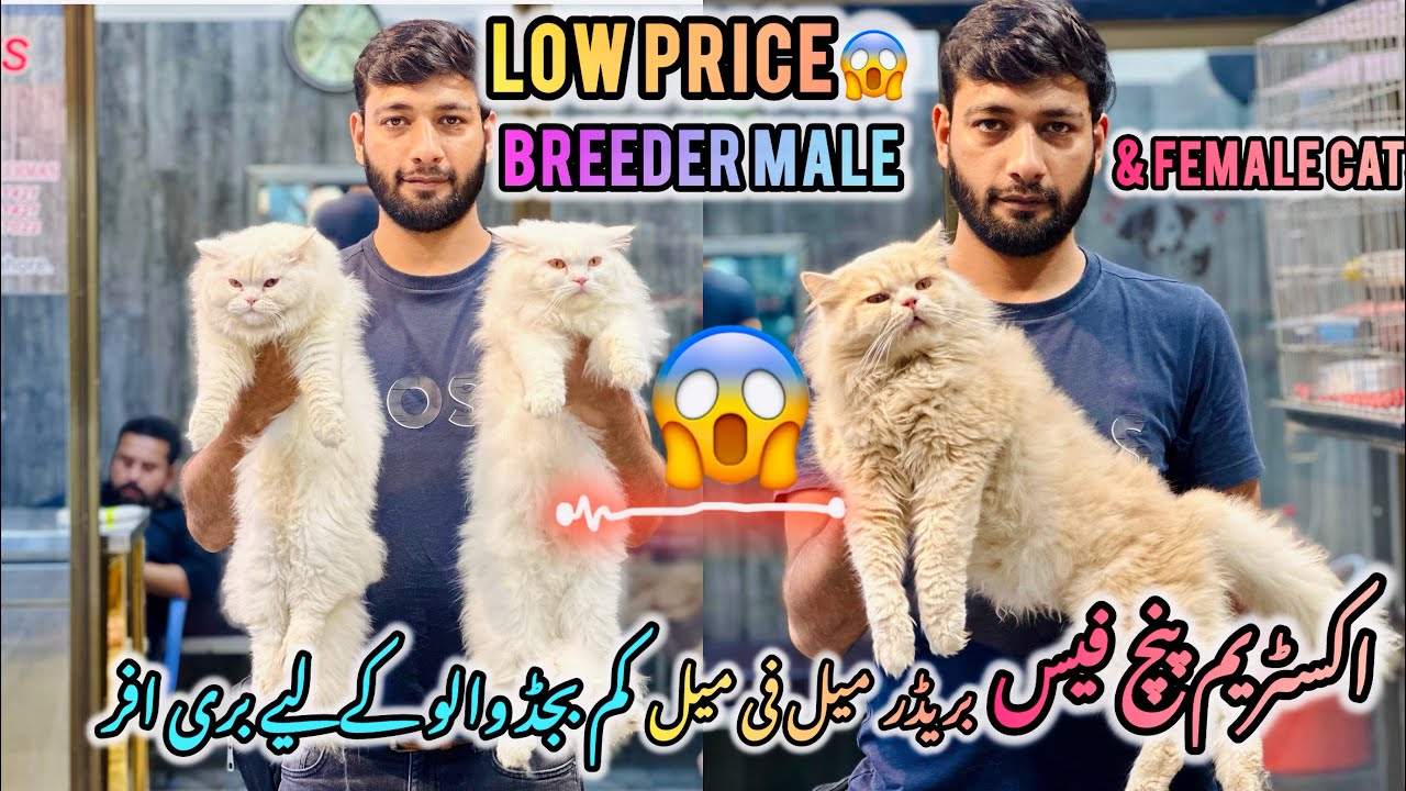 Low Price😱|| Extreme Punch Face || Breeder Male & Female Cats😻🙀😻|| #fypシ゚viral #cat 