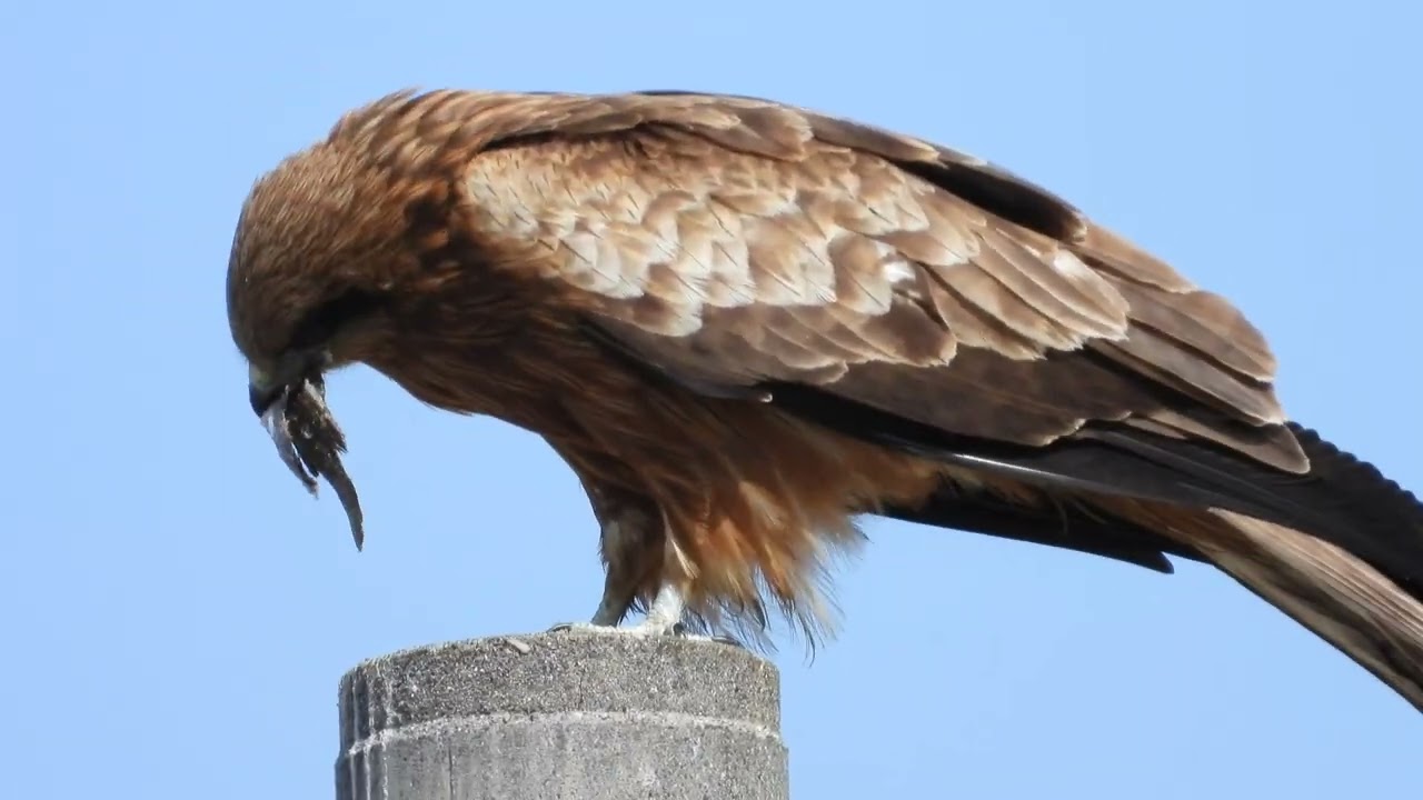 Raw Nature: Black Kite's Meal (Super Zoom)