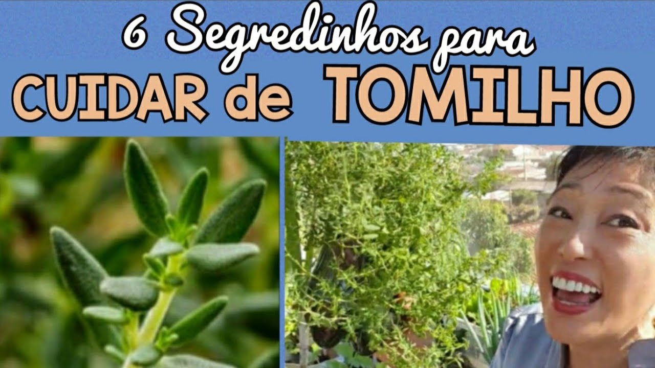HORTA AROMÁTICA: Tempero para ter em casa (TOMILHO)