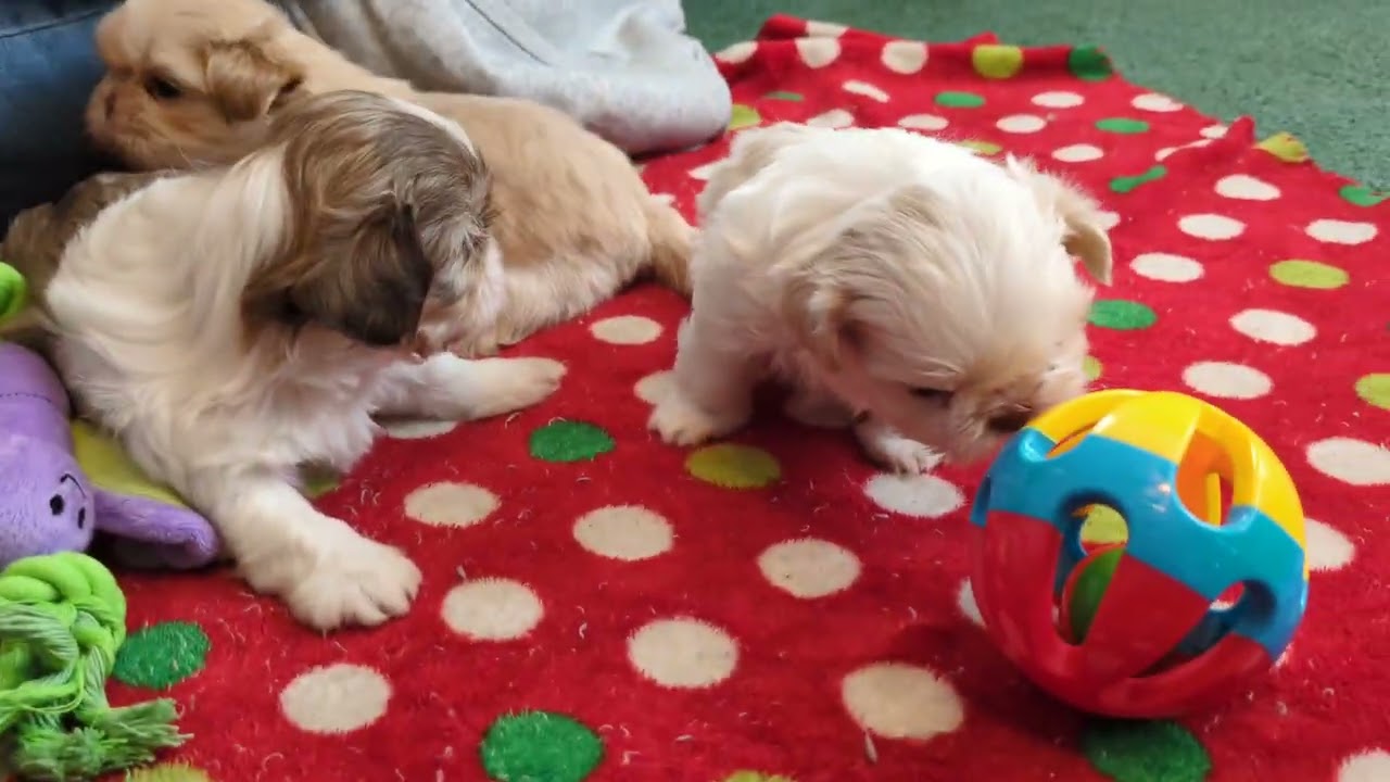 Clementine and Newton's Puppies 4 1/2 weeks old ❤️