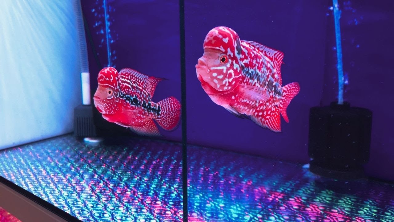 Colorful Super Red King Kamfa Flowerhorn | Best Types of Flowerhorn Fish