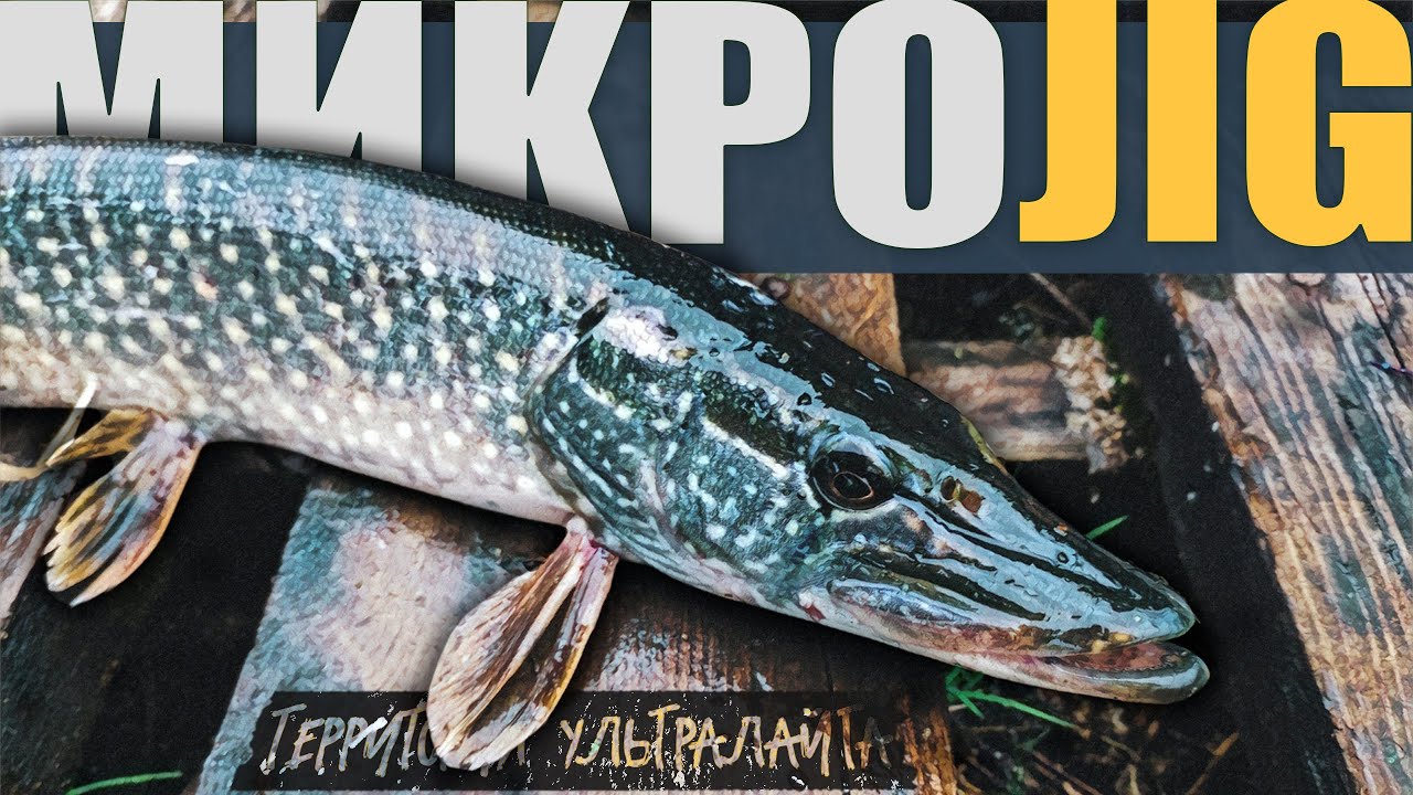 РЫБАЛКА НА СЛОМЕ ПОГОДЫ. ЭТИ ОКУНИ ЗАЛЕТАЮТ С ДИКИМИ ПОКЛЕВКАМИ ► МИКРОДЖИГ