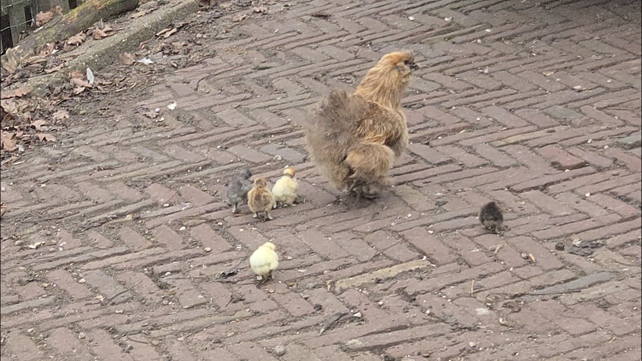 Wie verzint het: Winterkuikentjes in december!