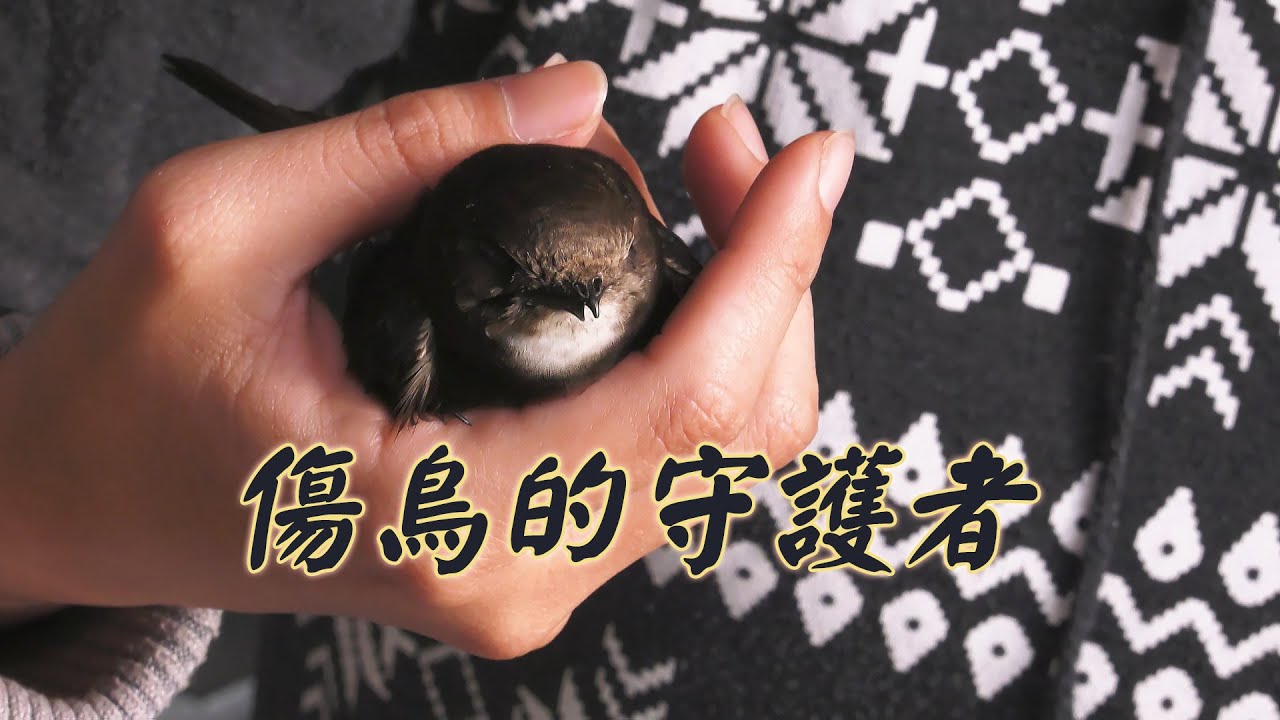 【動物救援】傷鳥的守護者｜幫助落難鳥兒重回天空懷抱(我們的島 第1095集 2021-03-08)