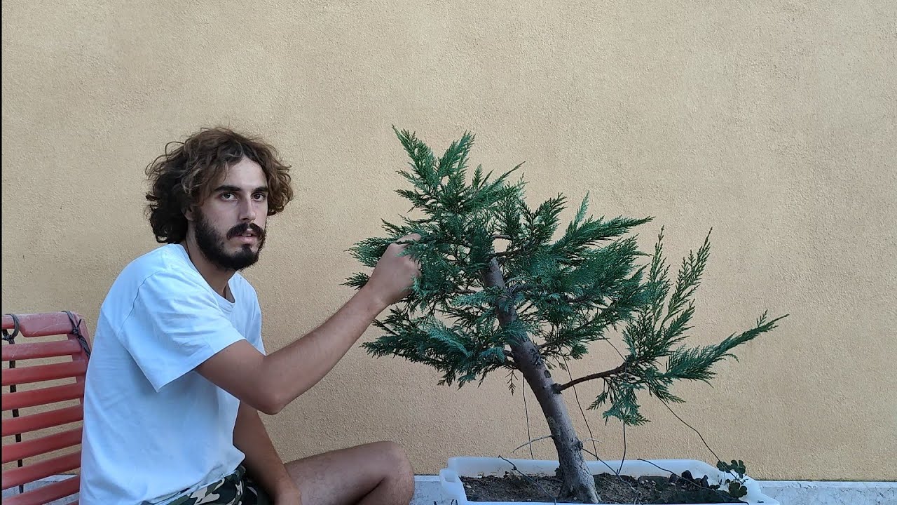 Bonsai - manutenzione estiva cipresso bonsai