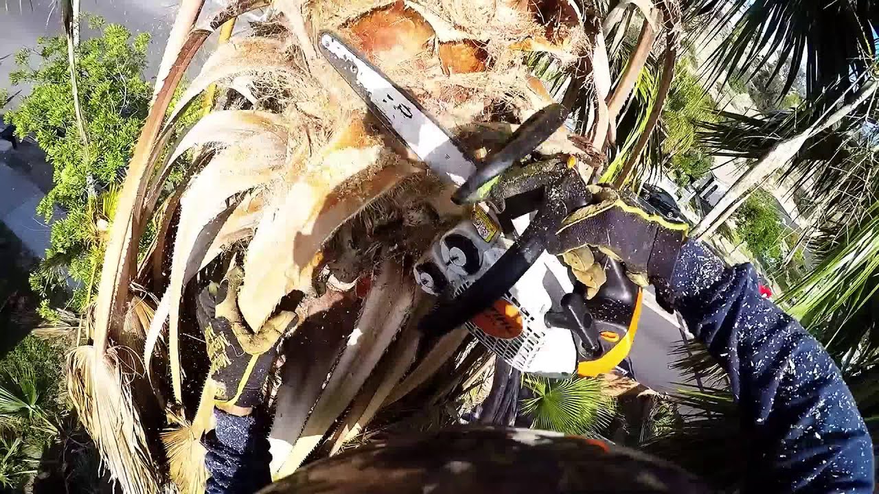 Trimming  Mexican fan palm 70ft