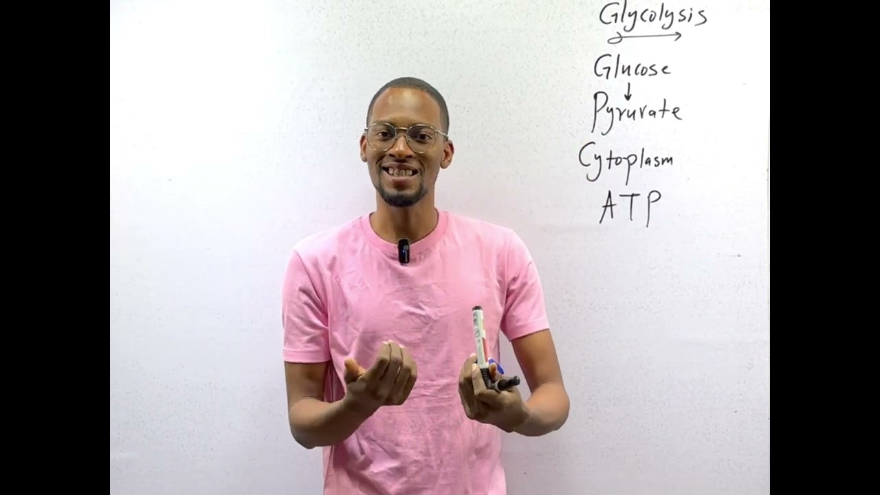 Glycolysis + Kreb’s Cycle Made Easy (Cellular Respiration)