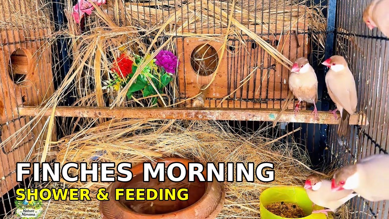 Relaxing Bird Sounds | Java Finches Morning Shower | Stress Relief Nature Video (1 Hour)