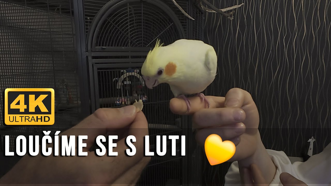🔴[4K ] Rozloučili jsme se s Luti 💛│Dárky od nové rodiny + dojemné chvíle │KorelyEu