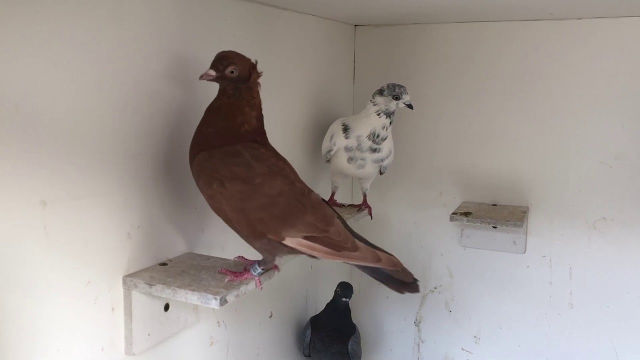 The Breeders, young birds, and the flyers.