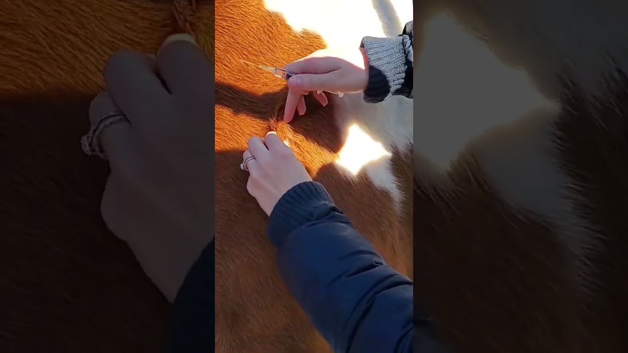 subcutaneous injection in cattle