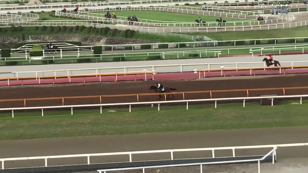 ダディーズビビッド(レース当週追い切り単走)2020年6月3日