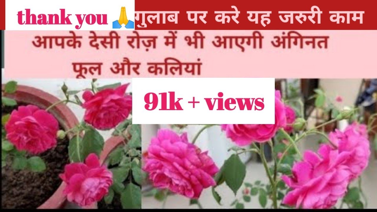 देसी गुलाब में  यह 5 जरुरी काम/desi Rose care/ monsoon Rose plant care