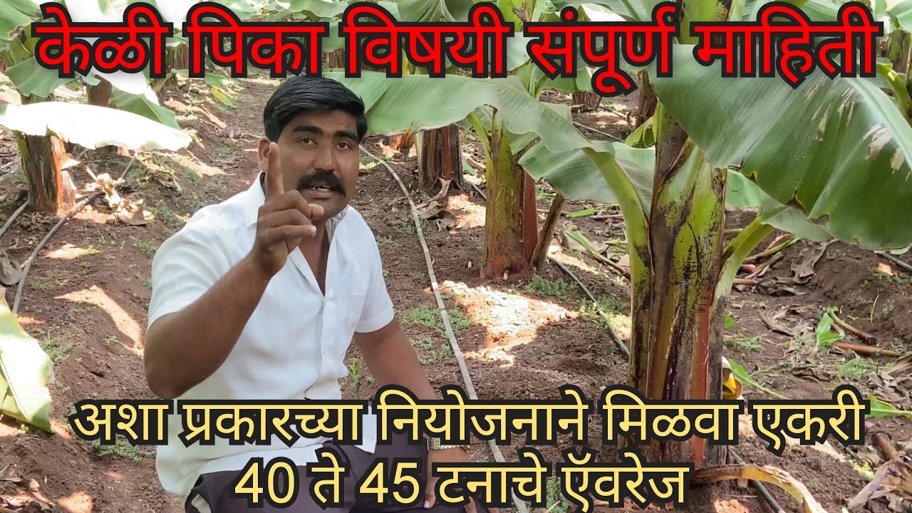 केळीच्या पिकाविषयी संपूर्ण माहिती..अशा प्रकारच्या योग्य नियोजनाने मिळवा एकरी 35 ते 40 टनाचे एवरेज.