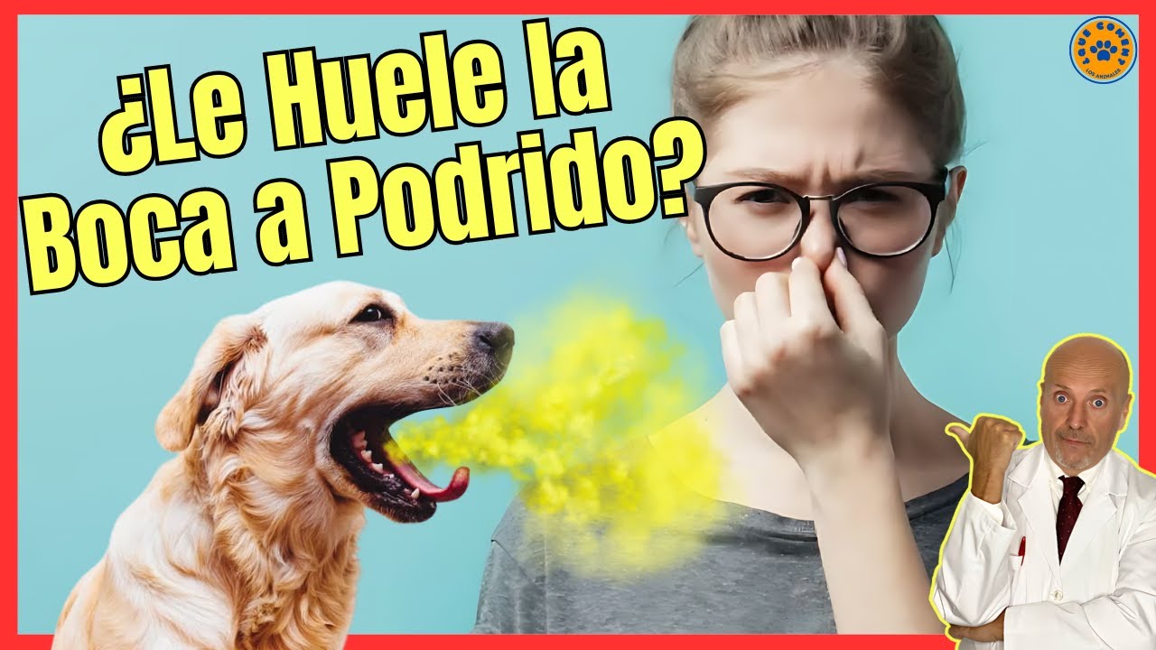 ❤️‍🔥 ¿PORQUE A MI PERRO LE HUELE LA BOCA A PODRIDO? ¿QUE HAGO? ❤️‍🔥