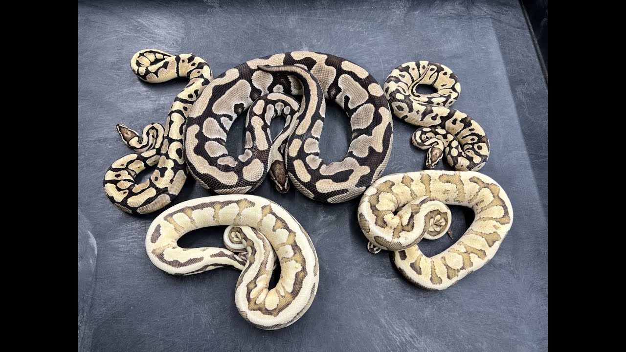 Did I produce a new Ball Python gene 10 years ago?