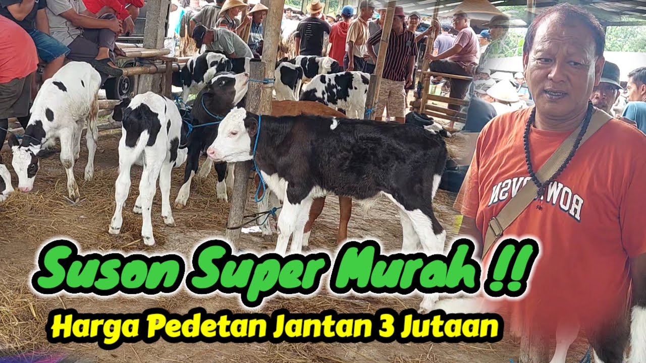 Harga Super Murah ‼️Pedetan Suson Jantan Mulai Dari 3 Jutaan