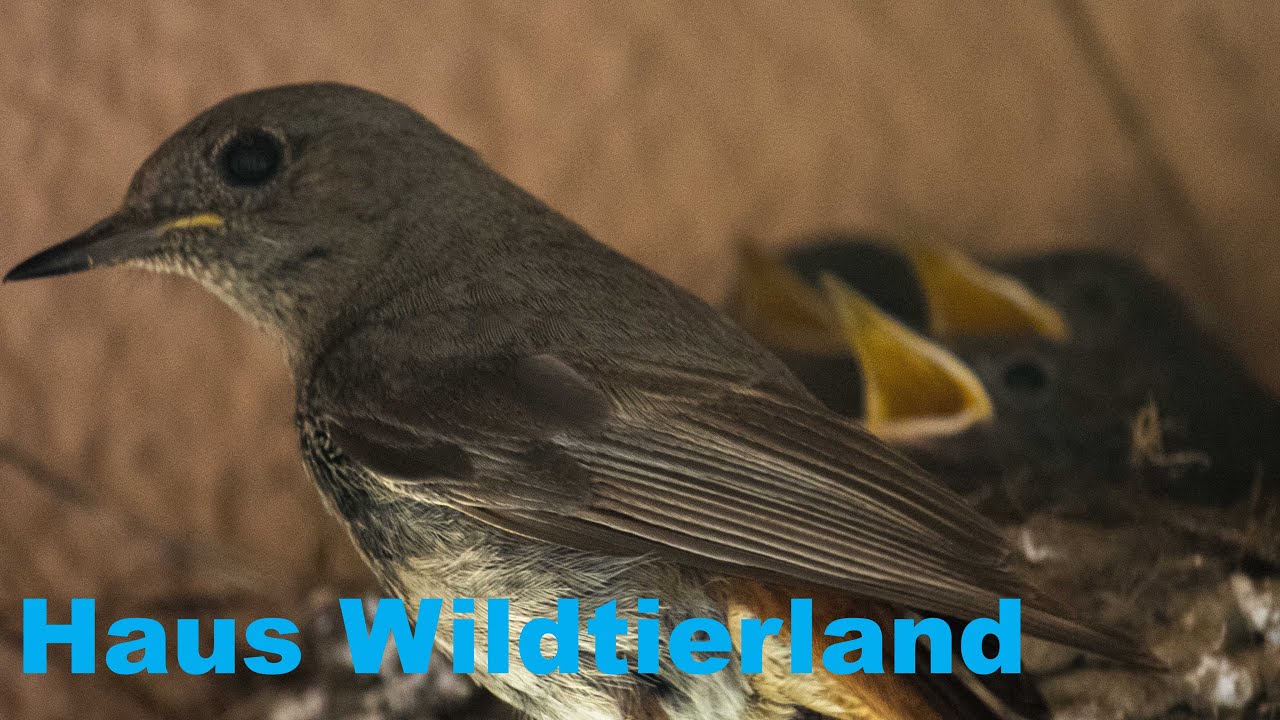 Die Hausrotschw&auml;nze von Haus Wildtierland