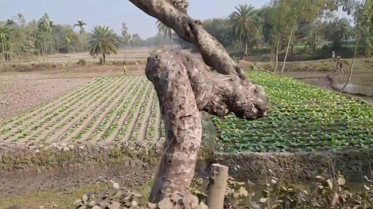 এই দেহাৰ মূল্য নাই||মন মোৰ ৰসনা || MonMor Rosona || Zubeen Garg New Trendingsong ||মৃত্যু 2026