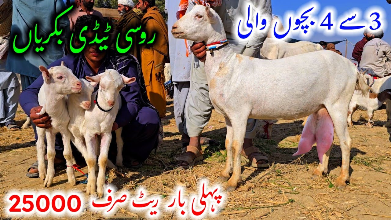 20 November 2025 پہلی بار روسی ٹیڈی 3 سے 4 بچوں کے ساتھ ریٹ صرف 25000 محمد منڈی میں 
