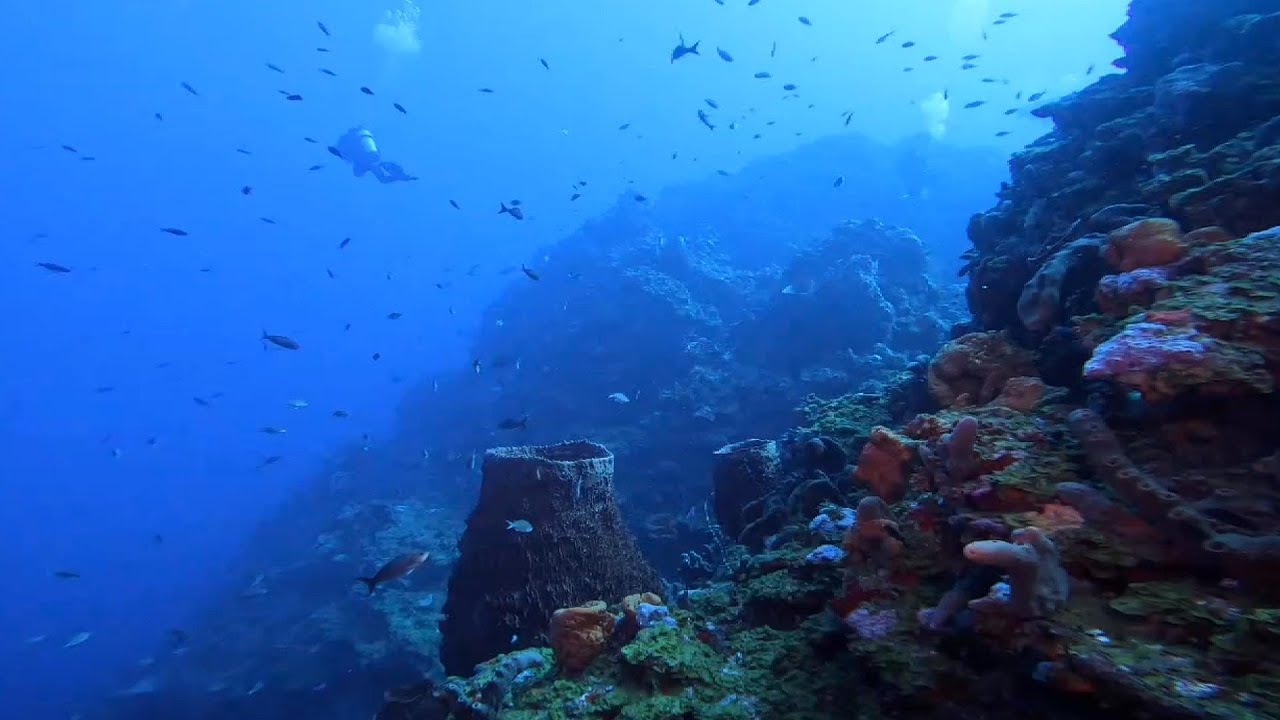 Diving Twilight Zone & Greer Gut on the Beautiful Island of Saba 4k