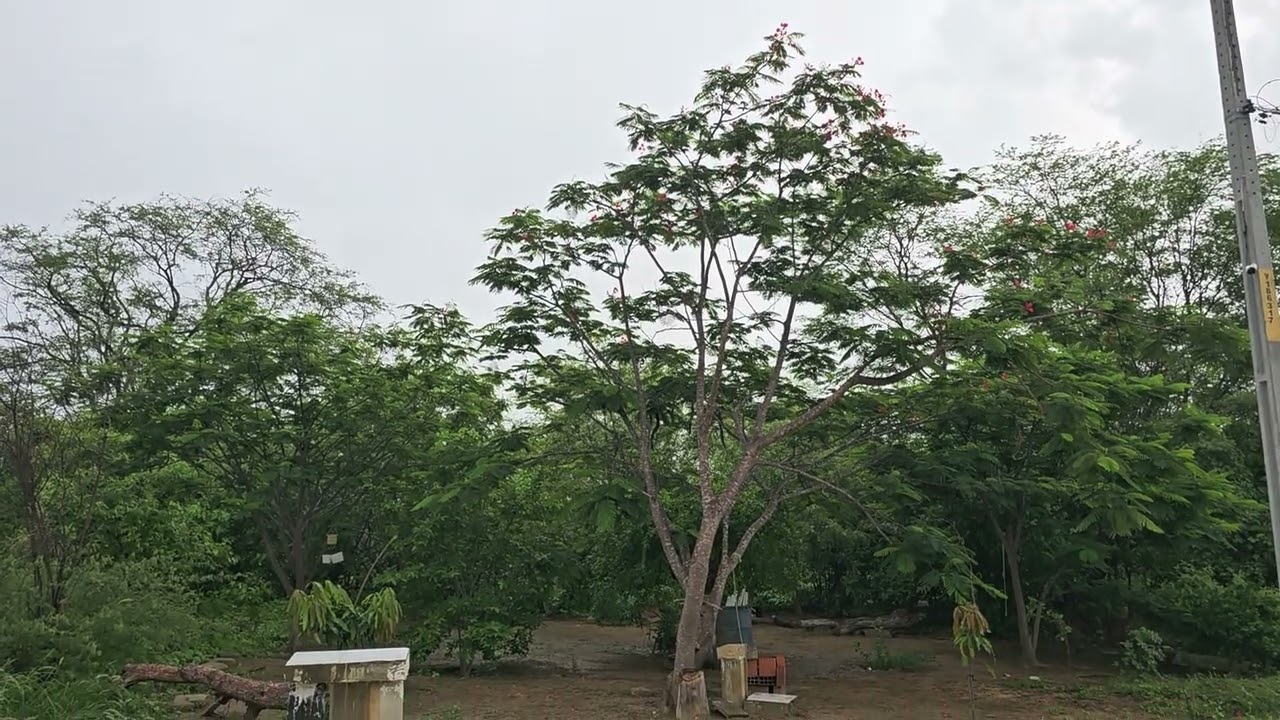 Conexão com a natureza 