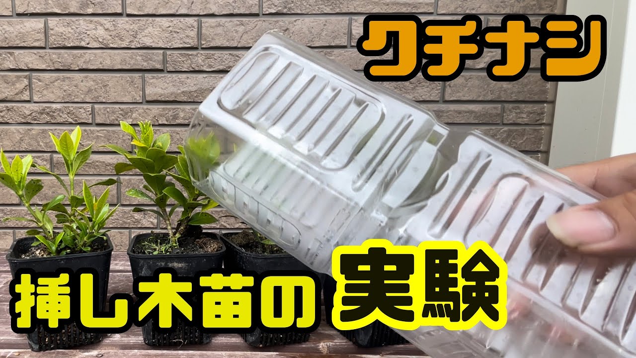 【クチナシ】色んな鉢で生長を比較してみる。【植え替え】大事なのは土の量？水捌け？