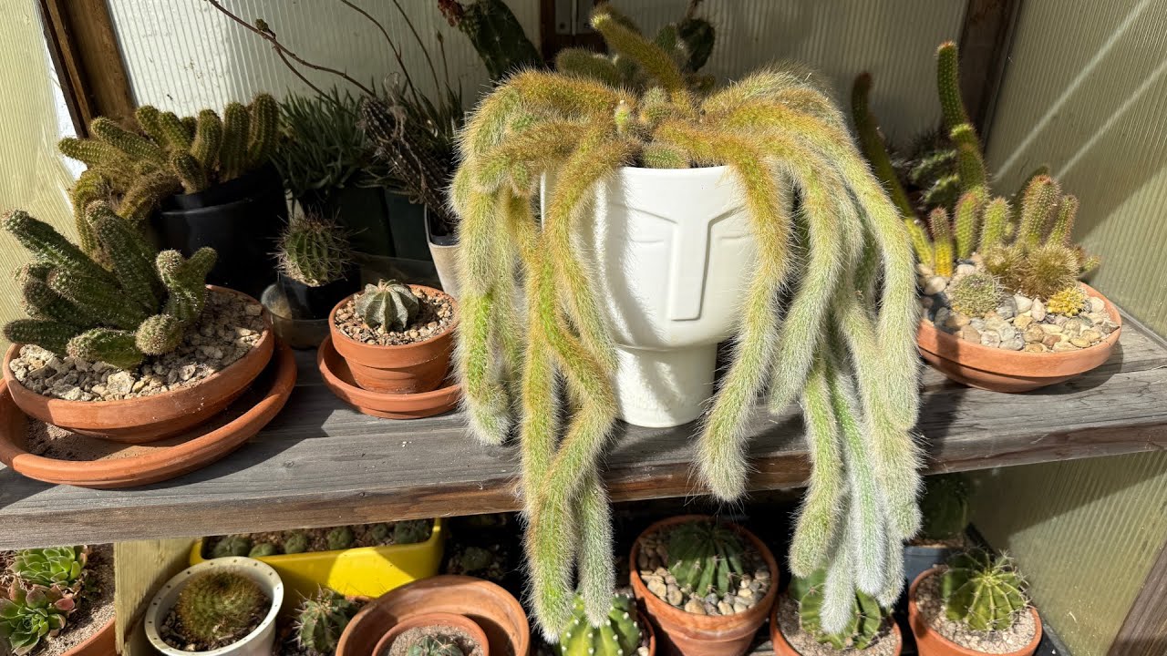 Potted Cactus & Succulent Collection Tour - Fall 2024
