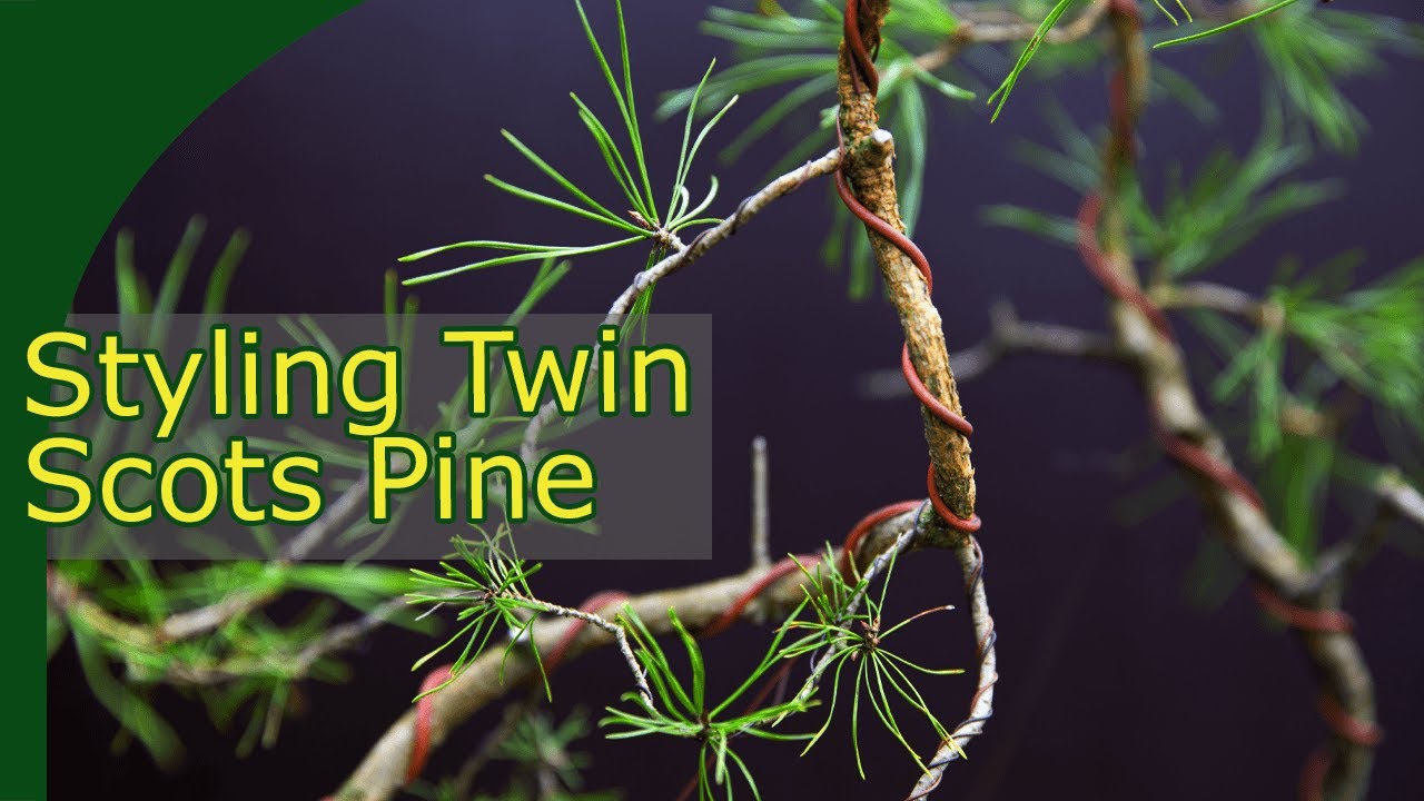 Scots Pine to Bonsai - First styling (Pinus sylvestris styling Demonstration)