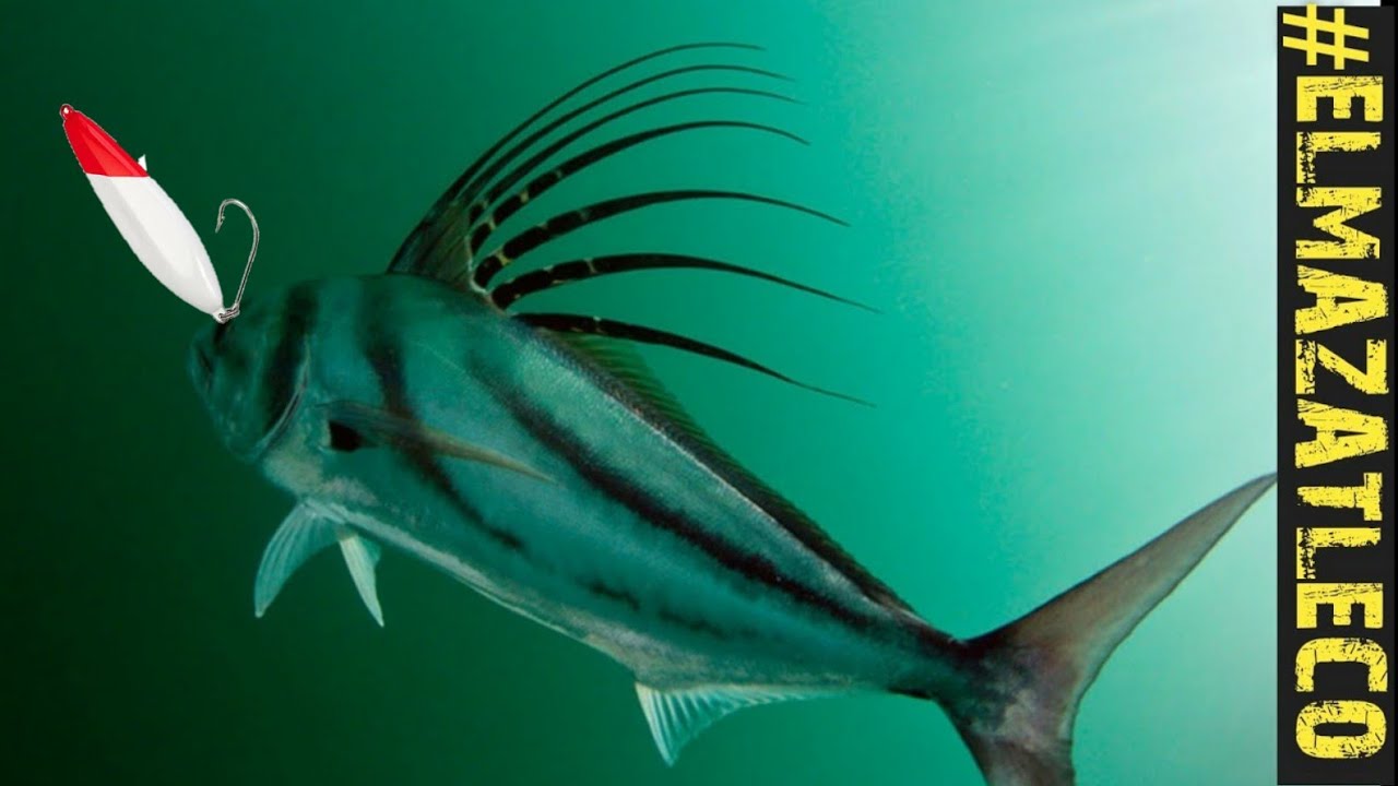 COMO PESCAR  UN PEZ GALLO // PESCANDO ROOSTERFISH