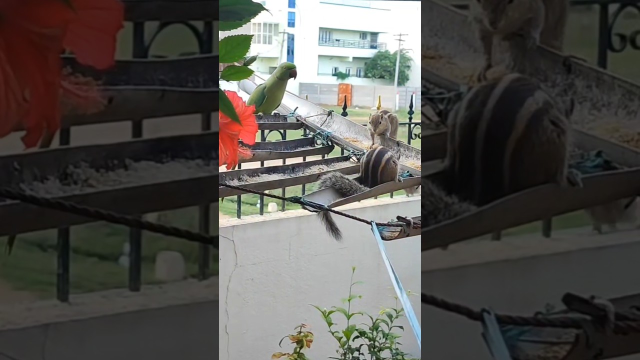 🦜☝️#வேனுமா இல்ல வேனா வேனா#skyfire#viralvideo#shorts #shortsfeet#cutebird#viwesforlikes #2025shorts🐿️