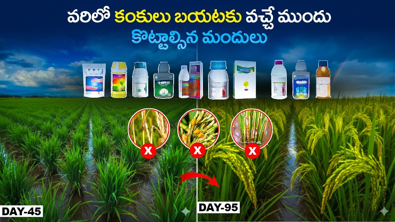 Paddy Panicle Stage Pest Control  | Tips for protecting yield and improving grain quality