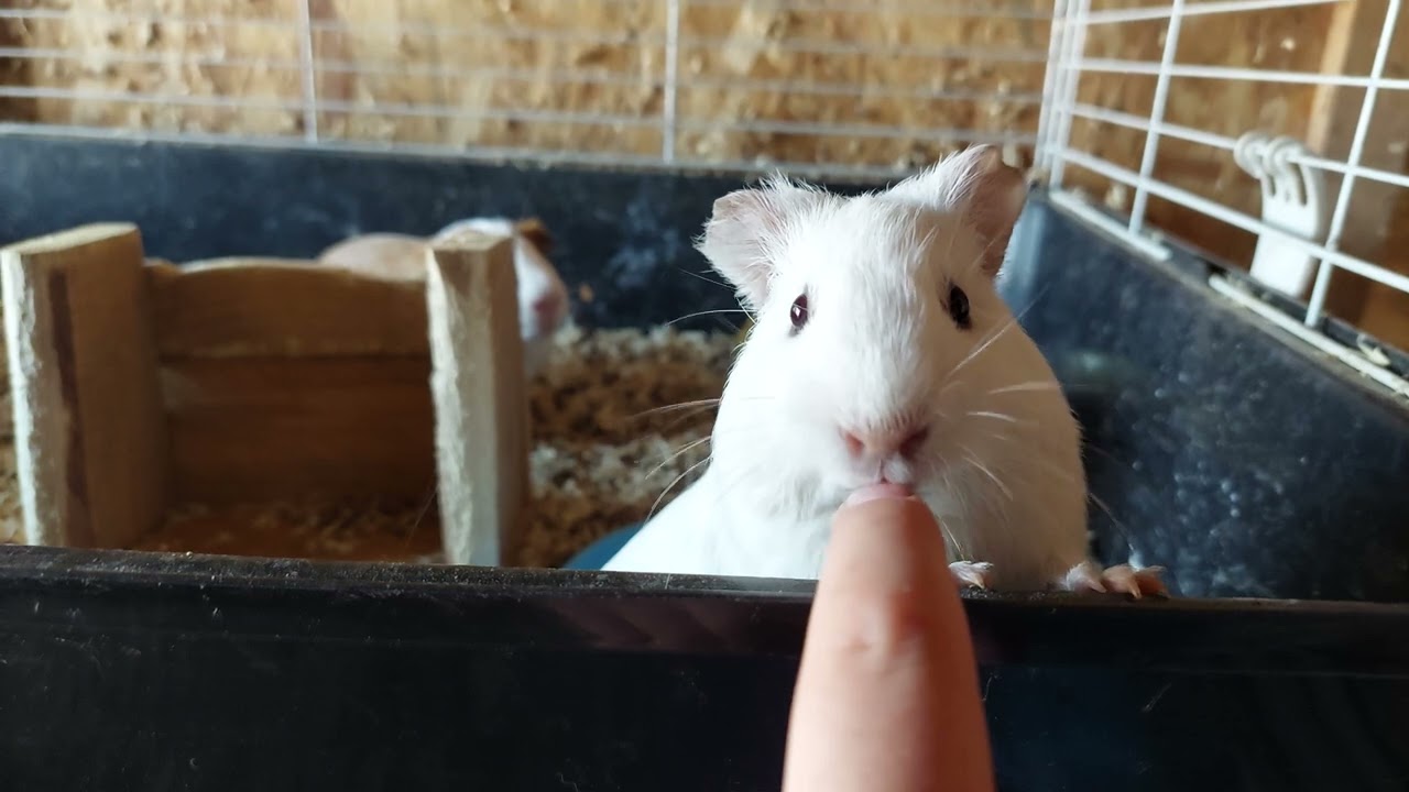 Tengerimalacok és nyulak etetése