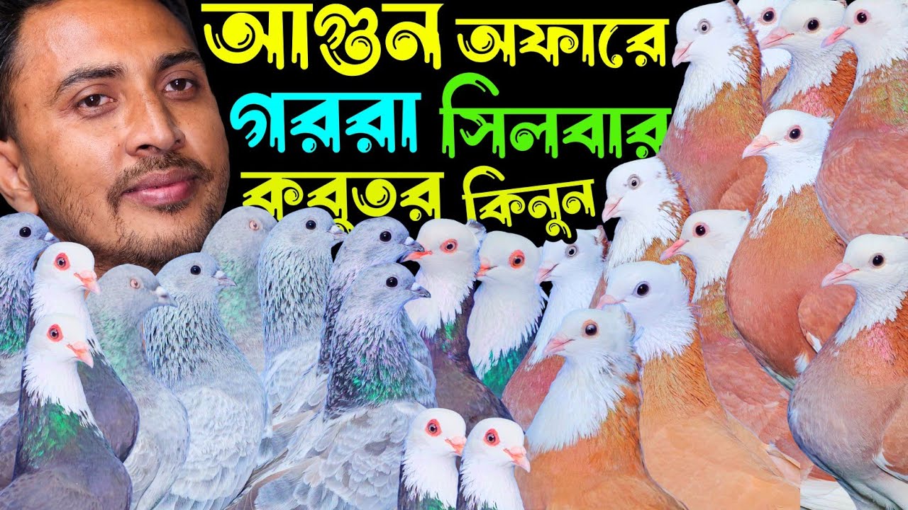 আগুন অফারে দেশী গোল্লা, গররা,কালদম,সিলবার কবুতর কিনুন | বাকবাকুম পায়রা | Pigeon |