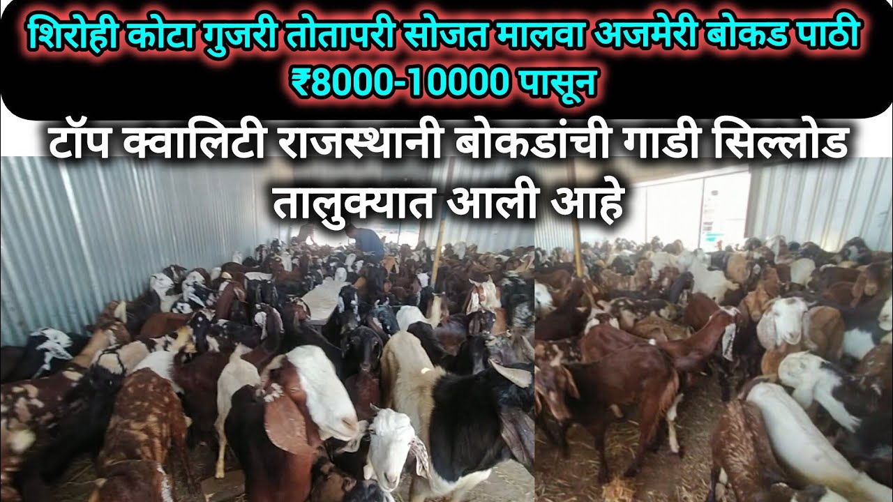 शिरोही कोटा गुजरी तोतापरी सोजत मालवा बोकड पाठीची गाडी सिल्लोड तालुक्यात आली आहे!₹8-10हजार पासून..!😊