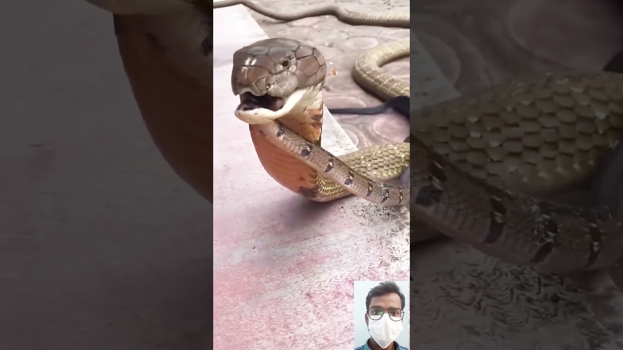 viral snake video || 🔥🤯😱 #shorts #shortfeed #short