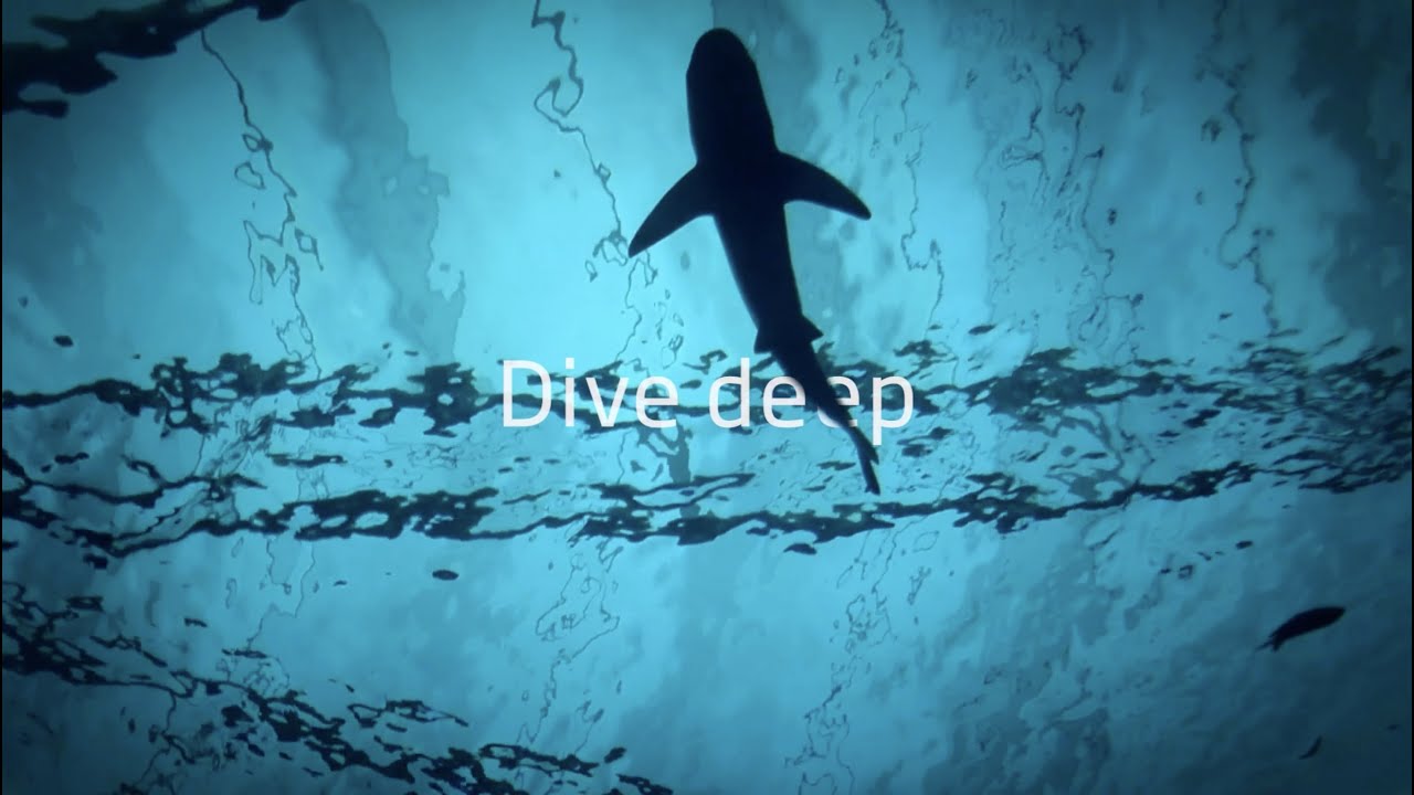 Dive deep  - Elasmobranchs and fisheries