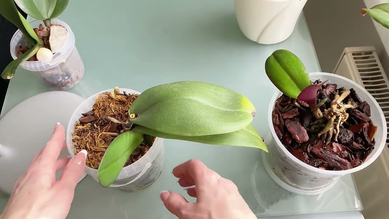 Was ist aus dem verirrten Blütenstiel und den Kindeln meiner Orchideen geworden?