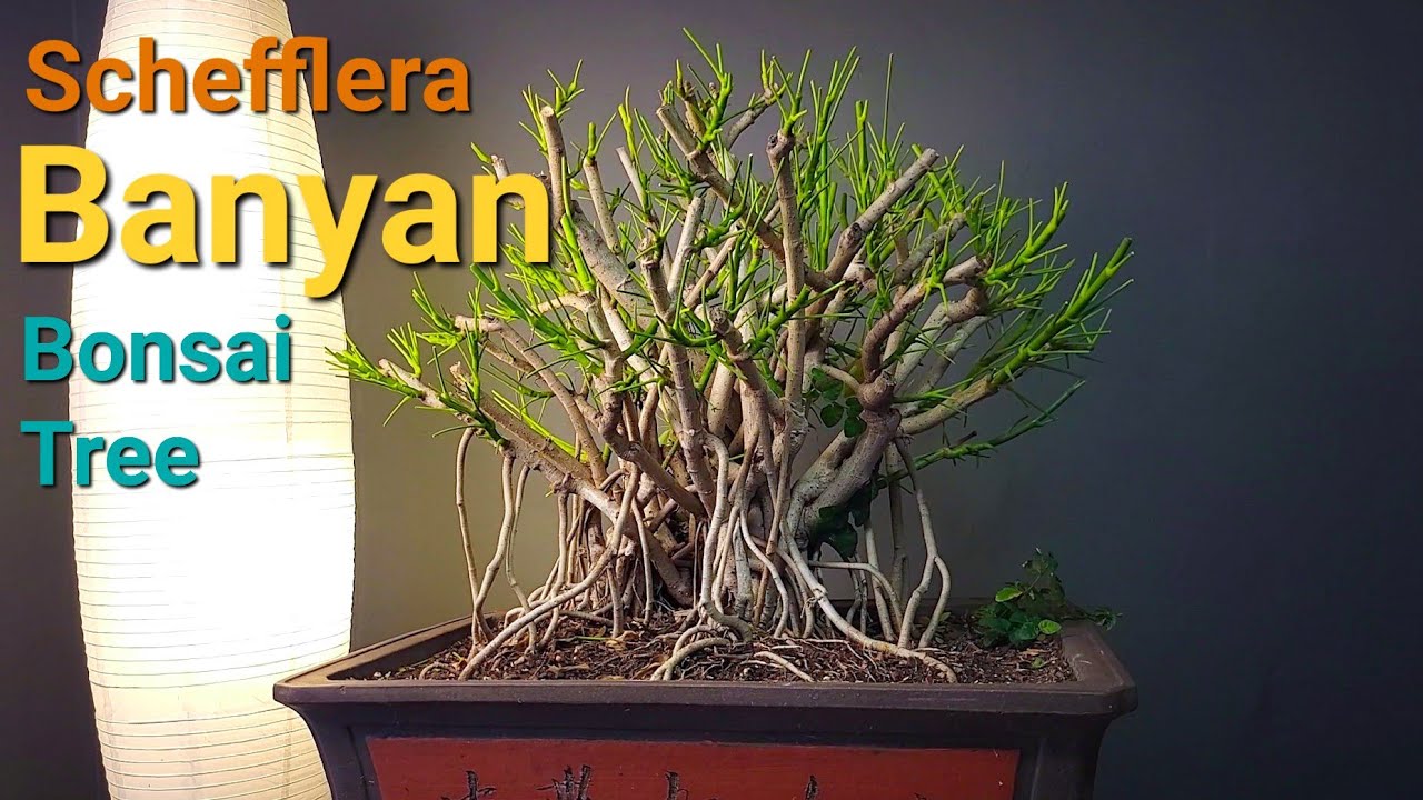 Let's Work on my Banyan Schefflera arboricola bonsai tree. #bonsai #schefflera