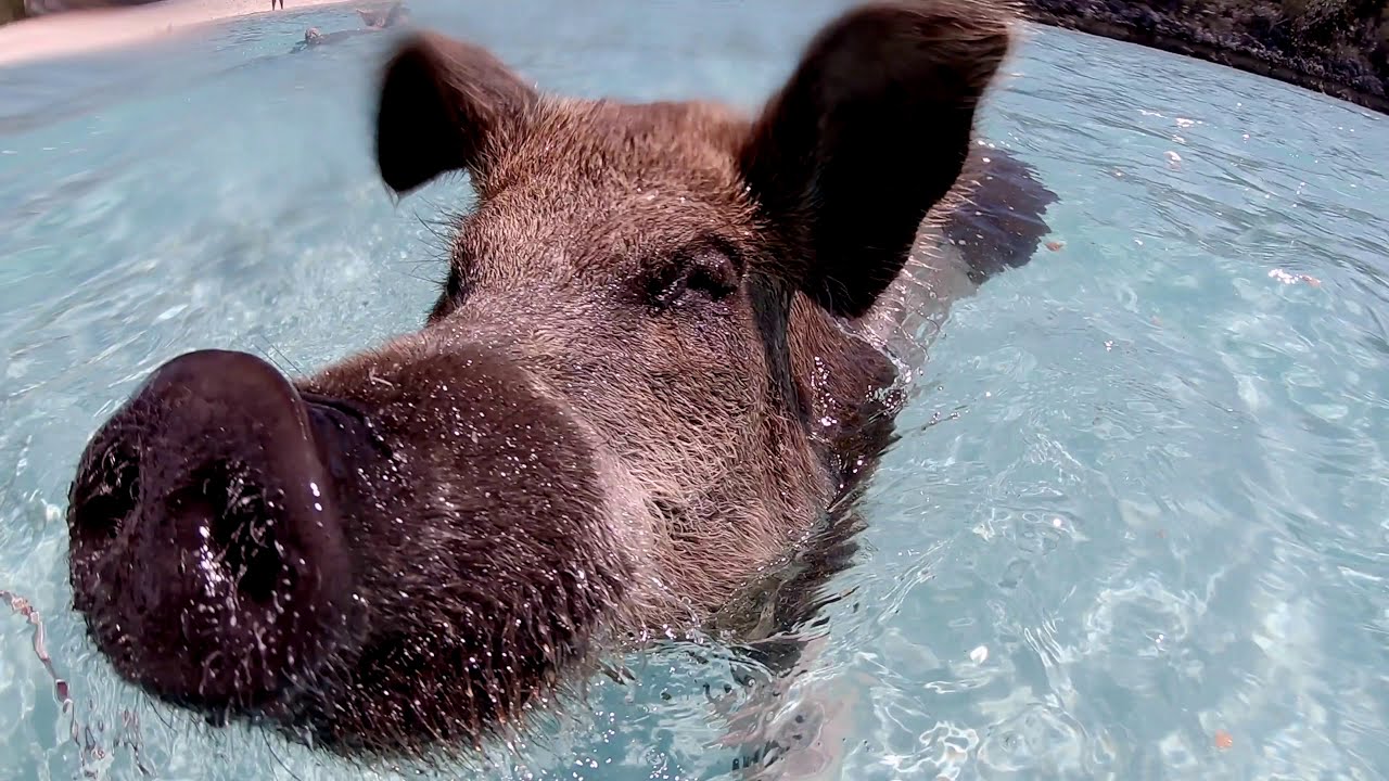 Bahamas 21 sailing Wild Too