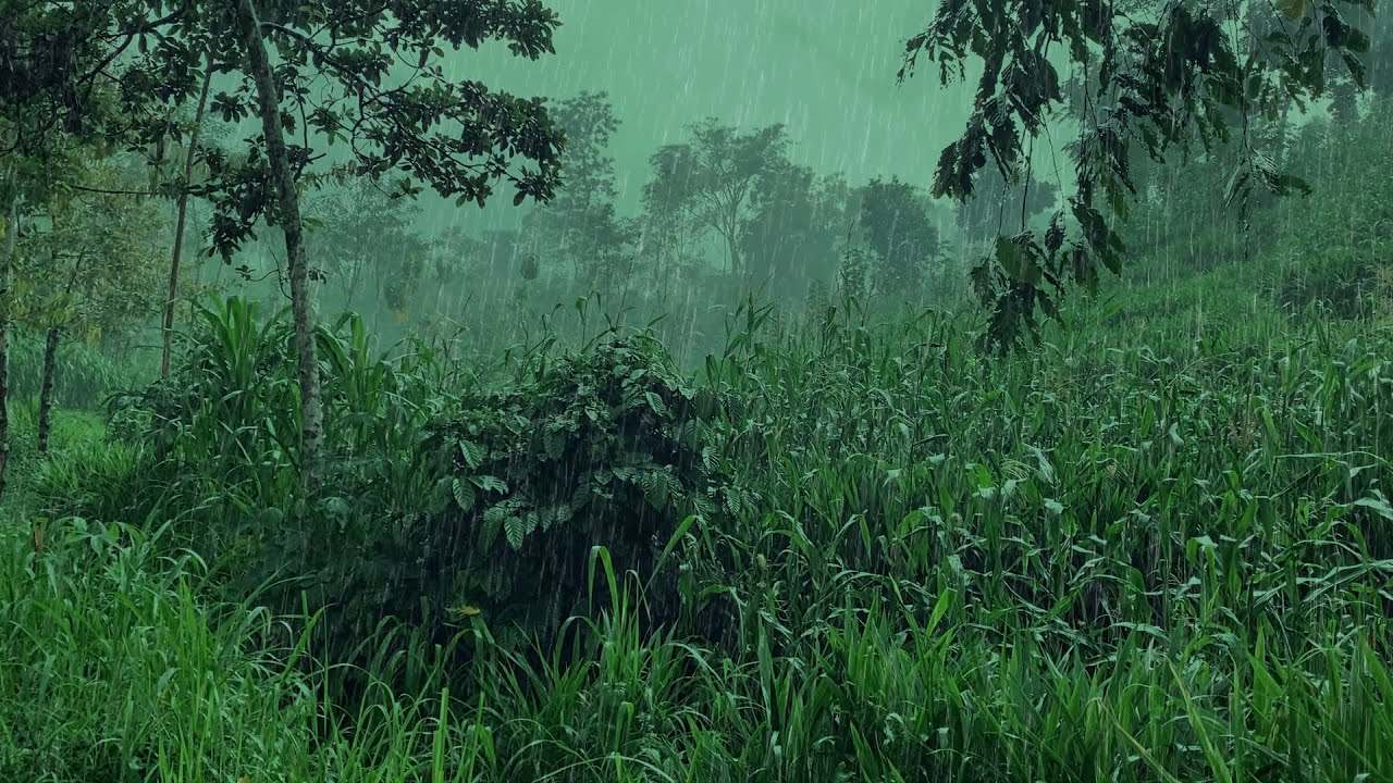 🌧️ Tropical Forest Rain Sounds – Deep Relaxation, Sleep & Focus