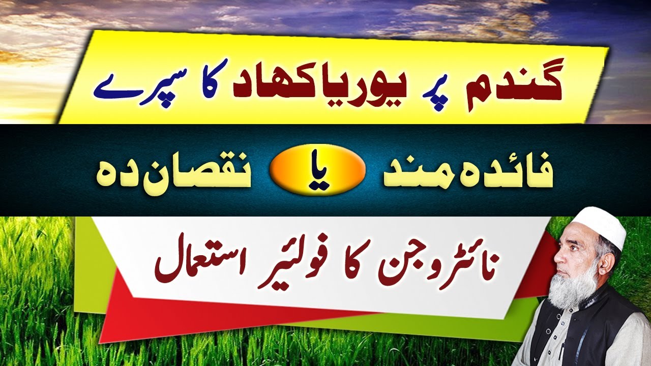 Foliar application of Urea in wheat crop || Crop