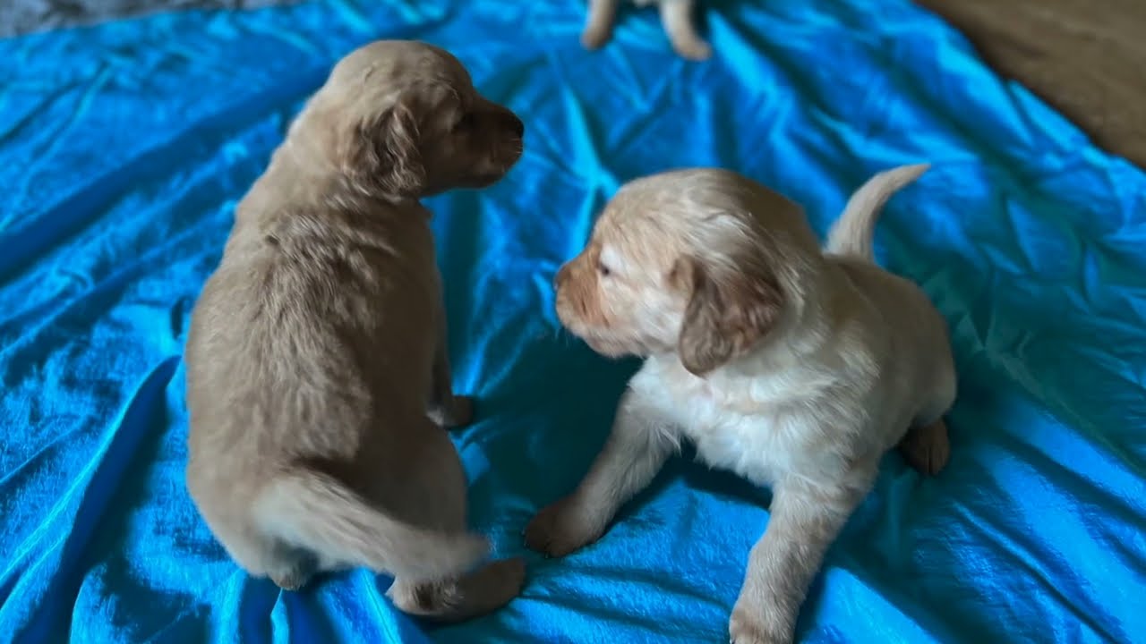 The Internet of Experiences: Female Golden Retriever Puppies