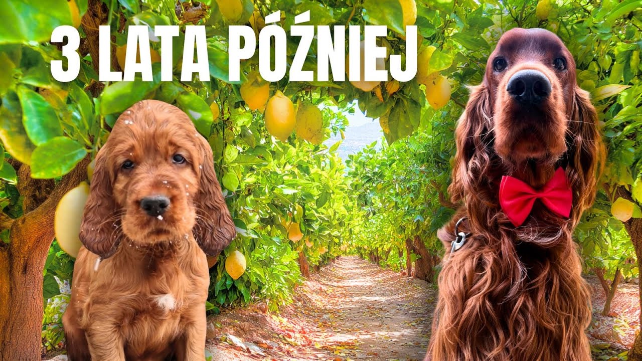 Wiosenne zmiany w ogrodzie, 3 lata z naszym Pupilem