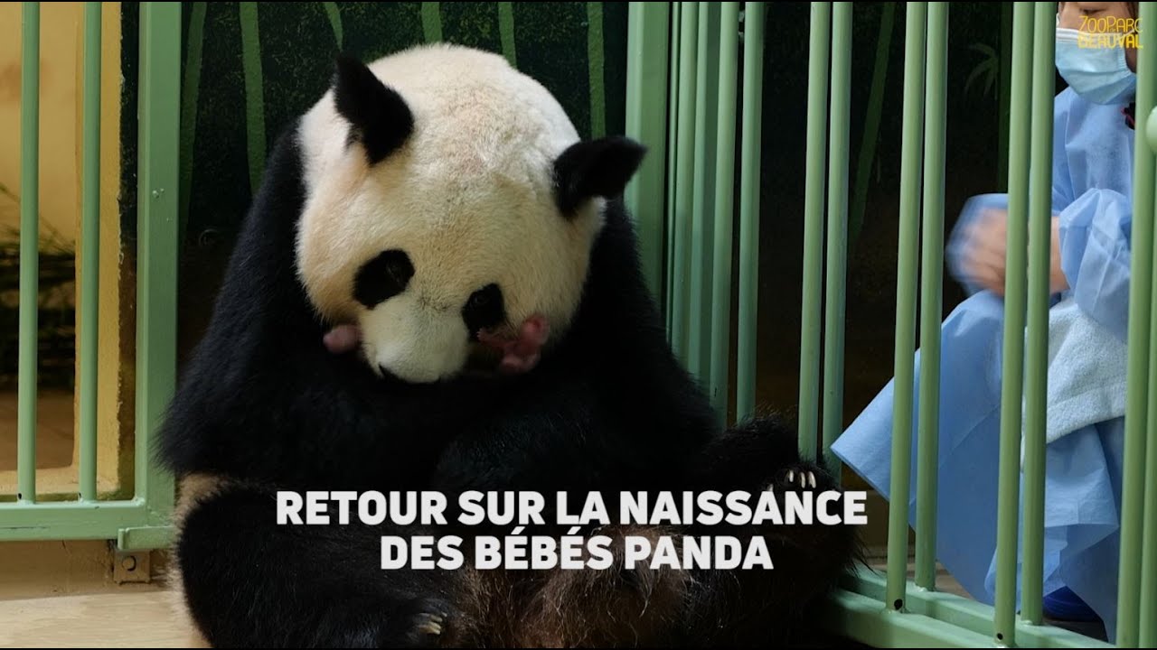 2 bébés panda sont nés au ZooParc de Beauval !