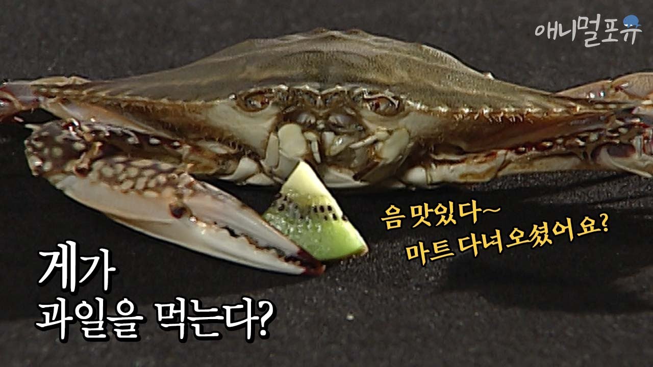 과일을 먹고 사는 게가 있다고?! 어떻게 먹을까? 🦀 l KBS 스펀지 070210 방송