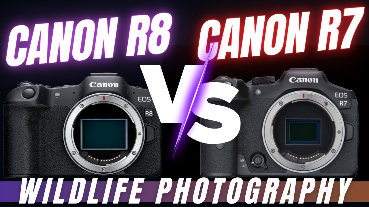 Canon R8 или R7 — какая камера лучше для фотосъемки птиц и дикой природы?