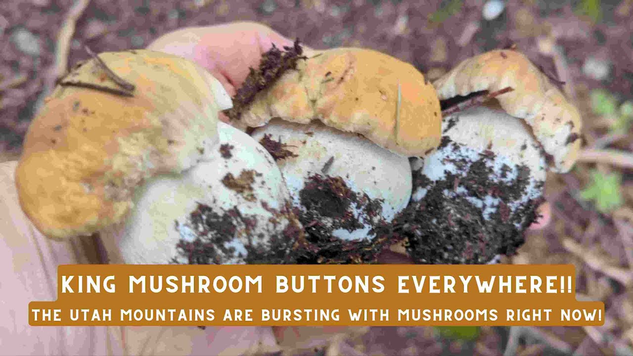 Utah King Mushroom Buttons Everywhere!! Another Epic Day!!
